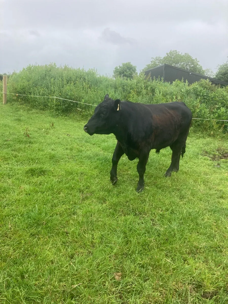 AA Bull - Image 3