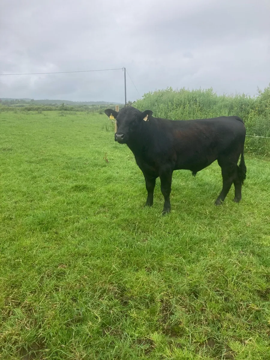 AA Bull - Image 4