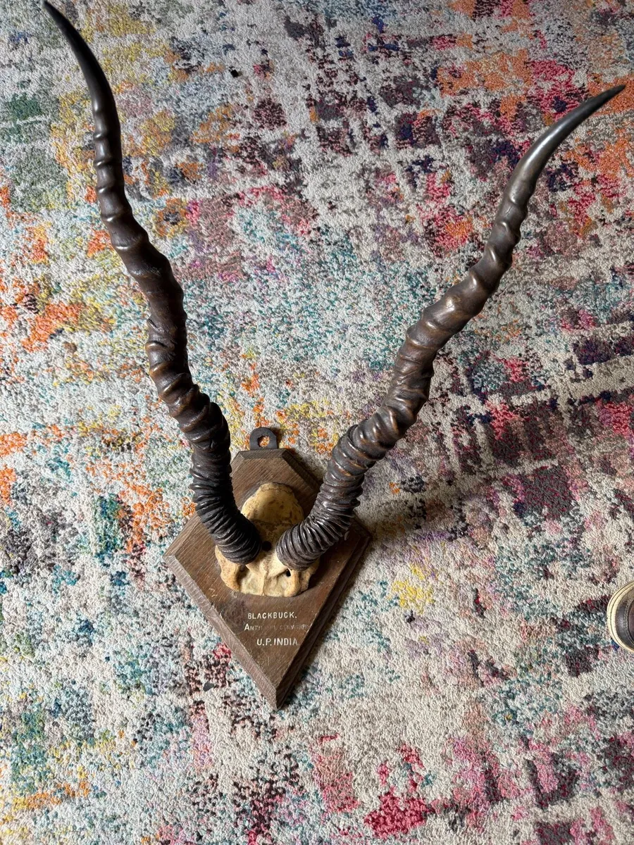 Indian Blackbuck Antlers