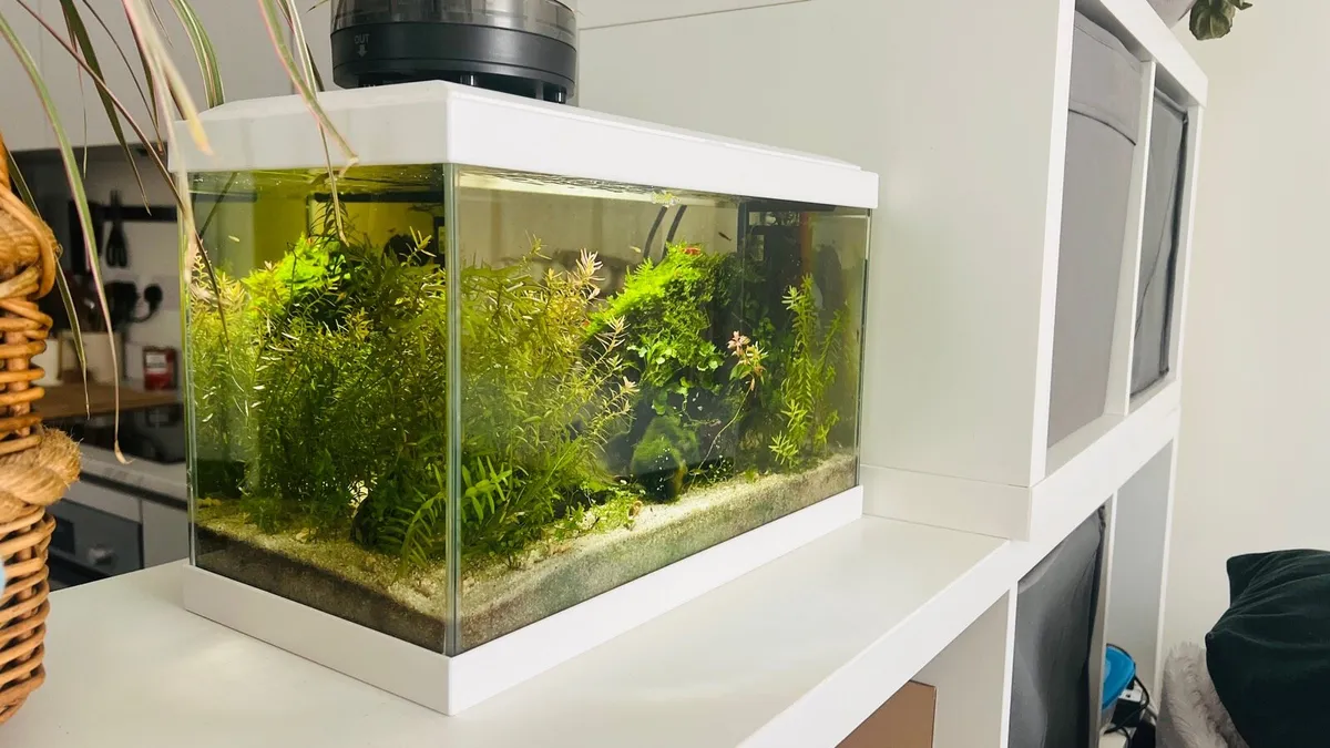 Established Fish Tank Ecosystem - Complete setup - Image 1
