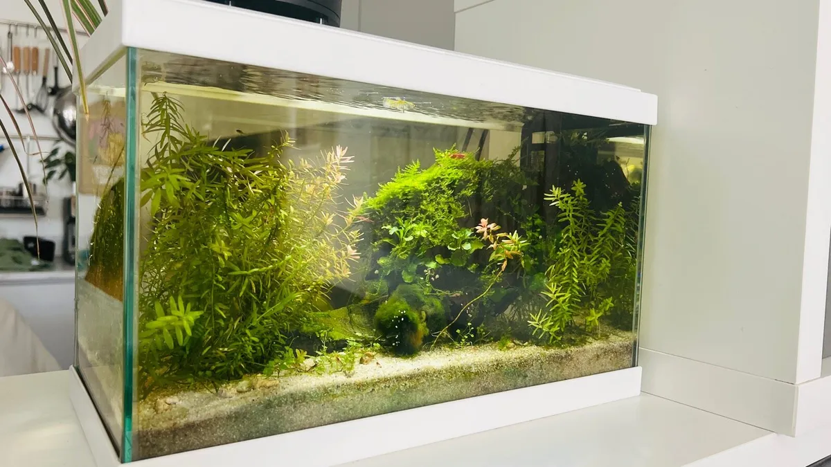 Established Fish Tank Ecosystem - Complete setup - Image 2