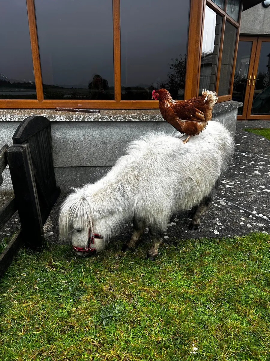 Rhode Island hens for sale - Image 1