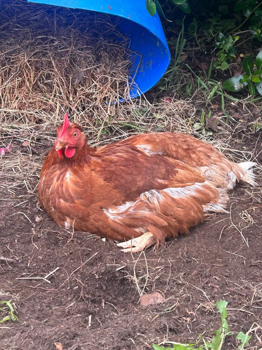 Rhode Island hens for sale - Image 3