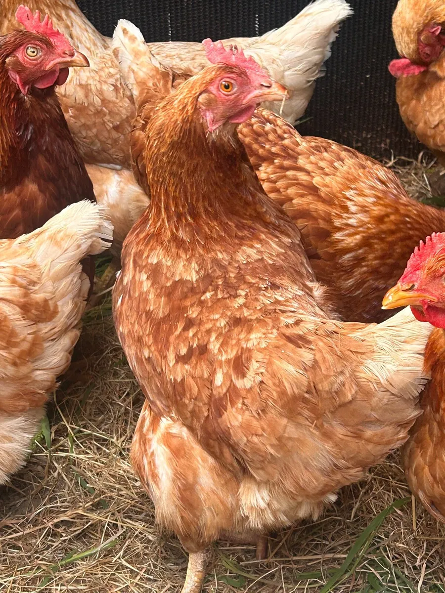 Rhode Island hens for sale - Image 4
