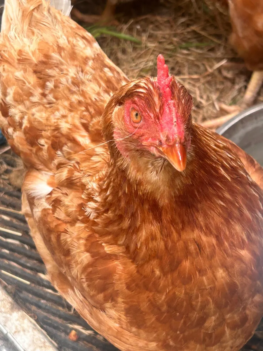 Rhode Island hens for sale - Image 2