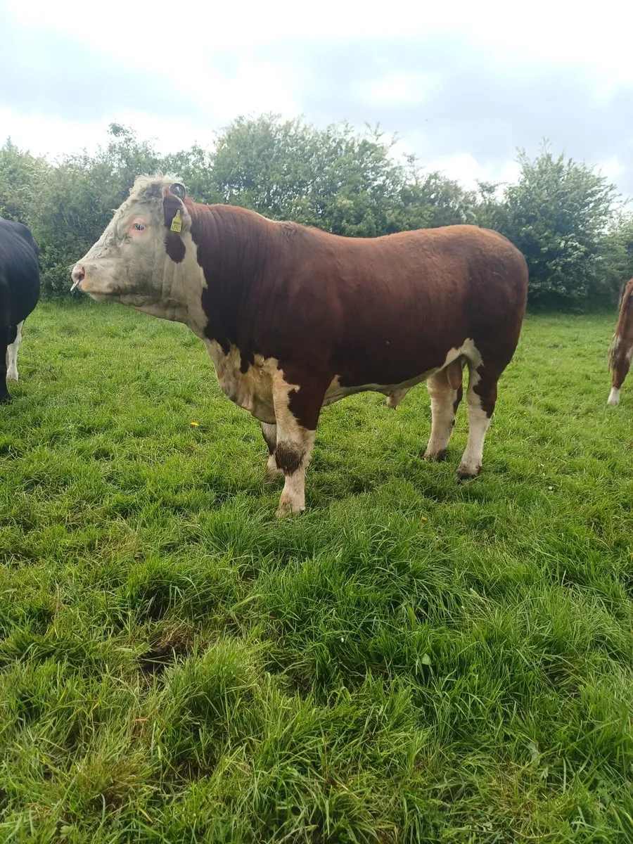 Livestock - Image 1