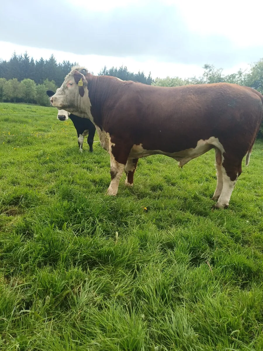 Livestock - Image 2