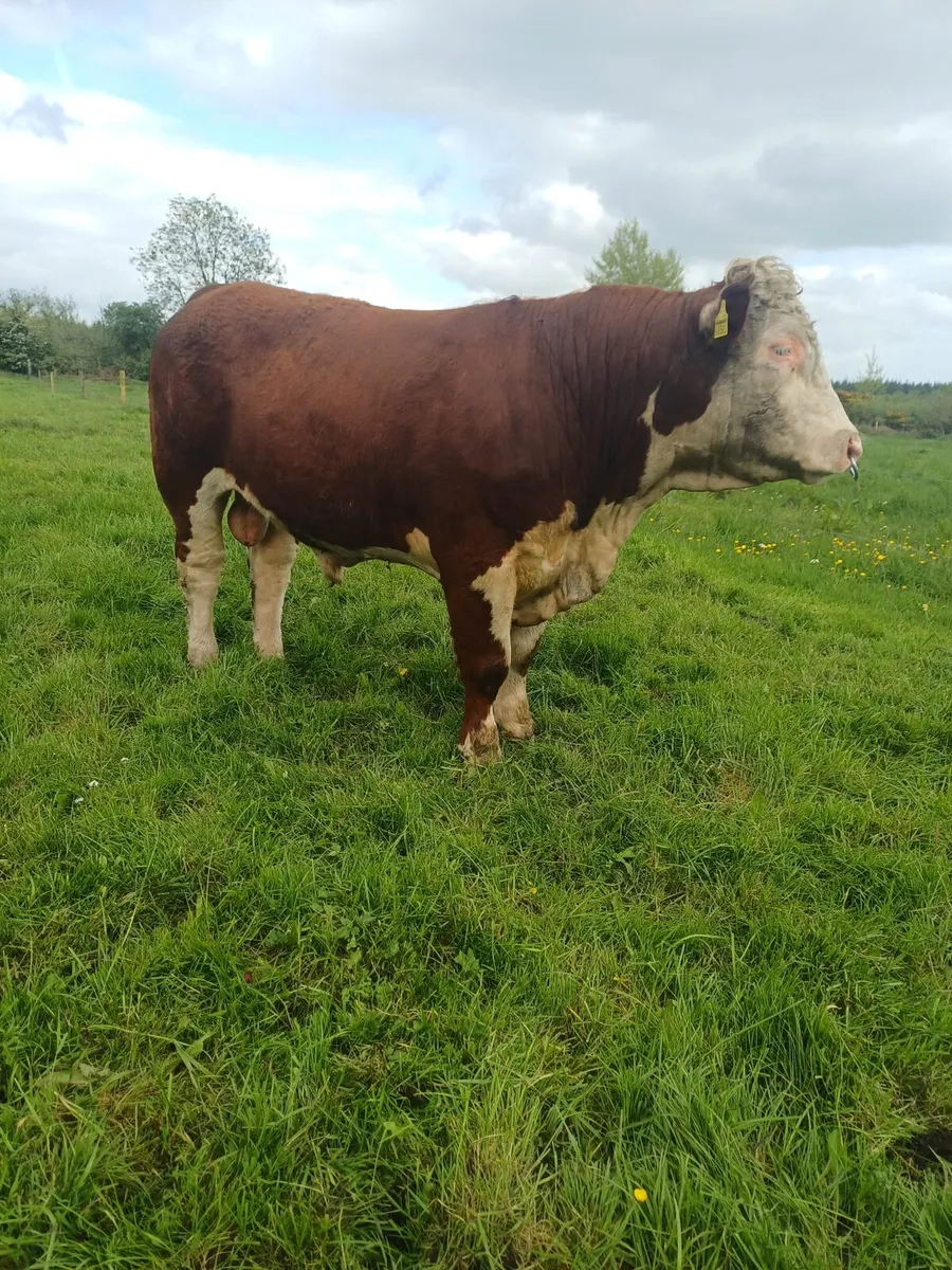 Livestock - Image 3