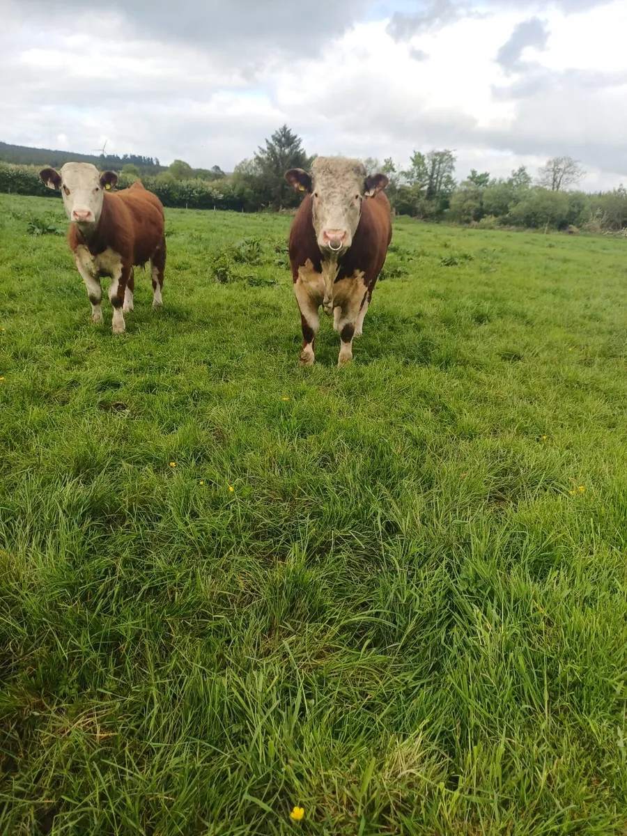 Livestock - Image 4