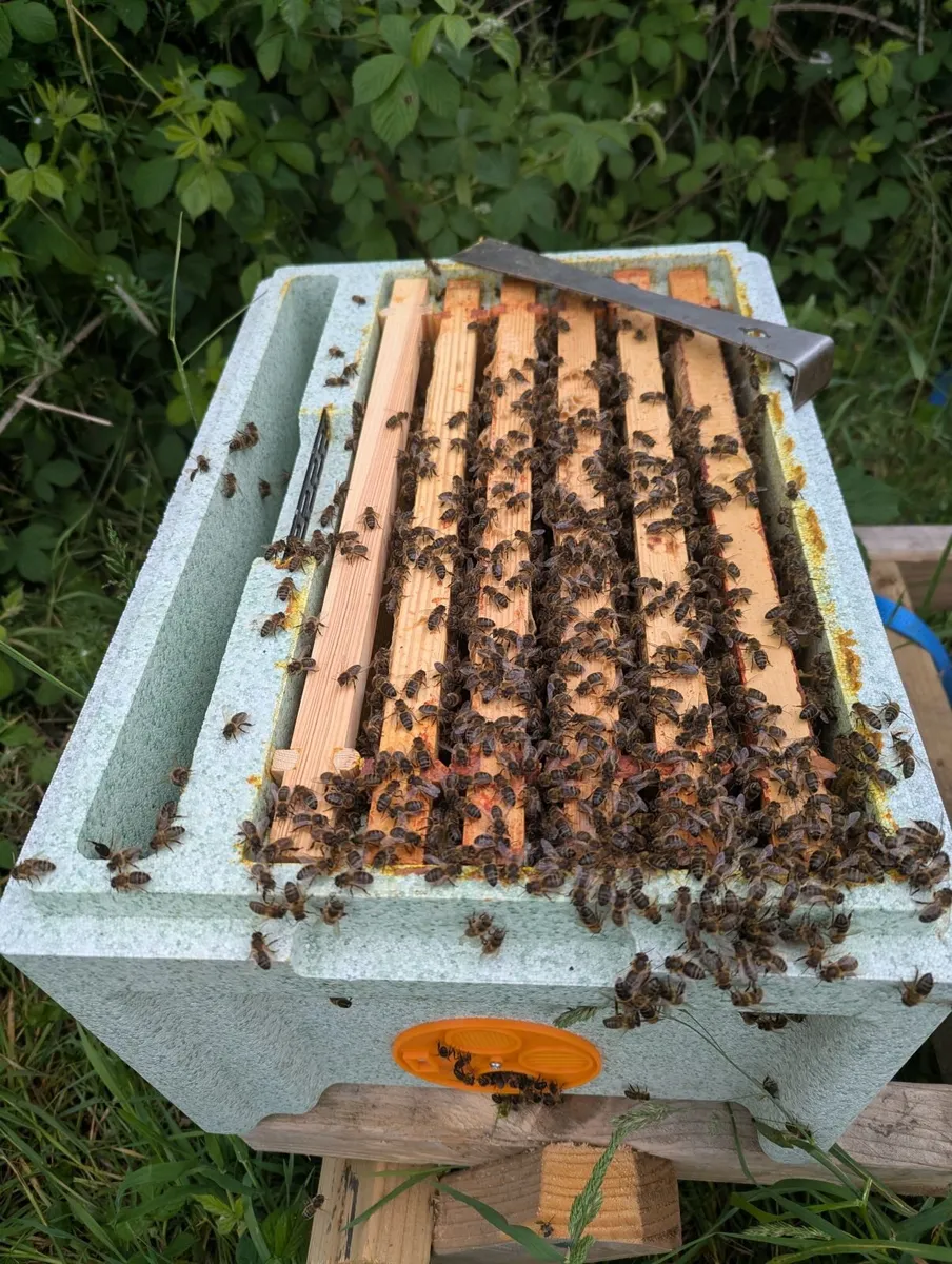 Bee nucs with new Queens. - Image 2