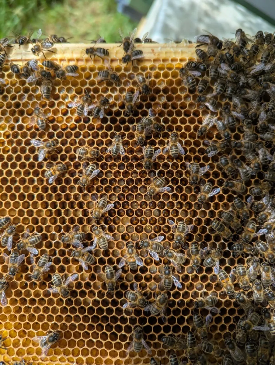 Bee nucs with new Queens. - Image 1