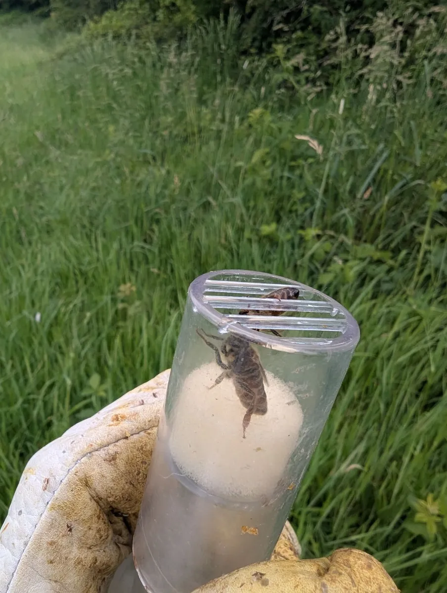 Bee nucs with new Queens. - Image 3