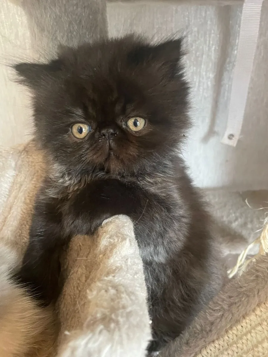 Kitten - Image 1