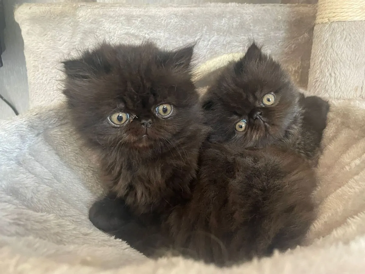 Kitten - Image 2