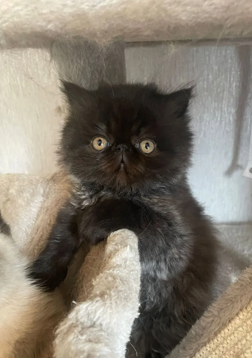 Kitten - Image 3