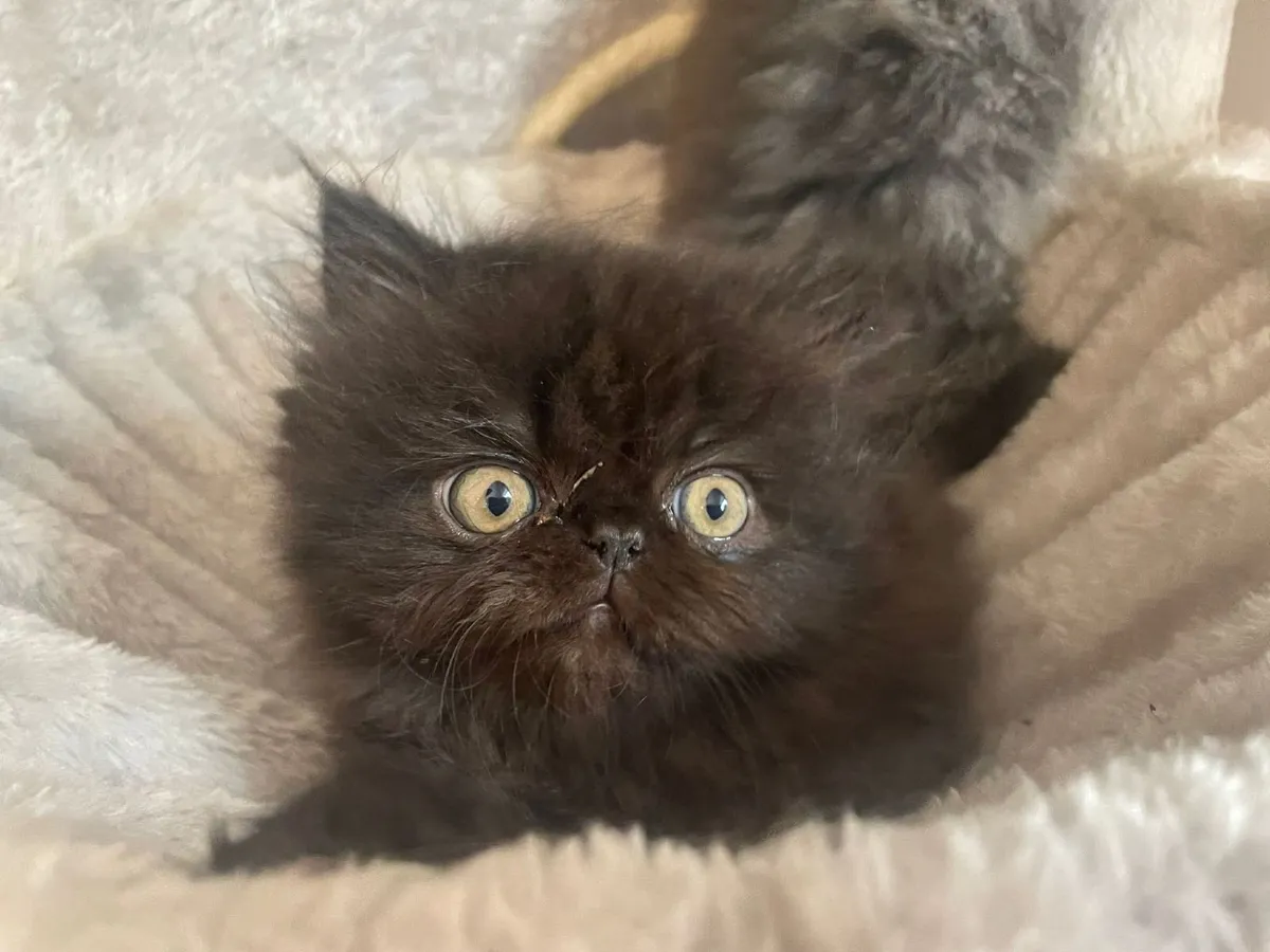 Kitten - Image 4