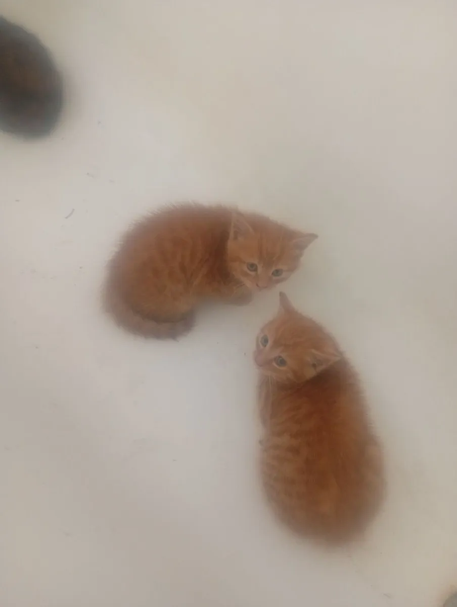 Kittens - Image 1