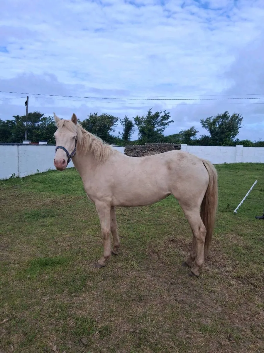 14.2hh Connemara Pony - Image 1