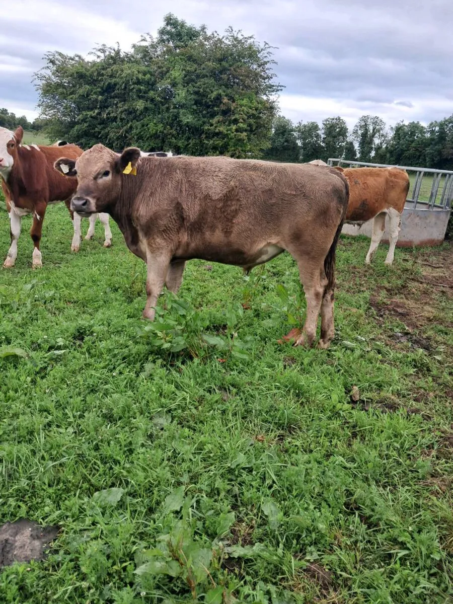 Bullocks and heifers - Image 2