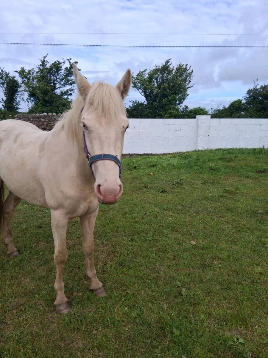 14.2hh Connemara Pony - Image 2