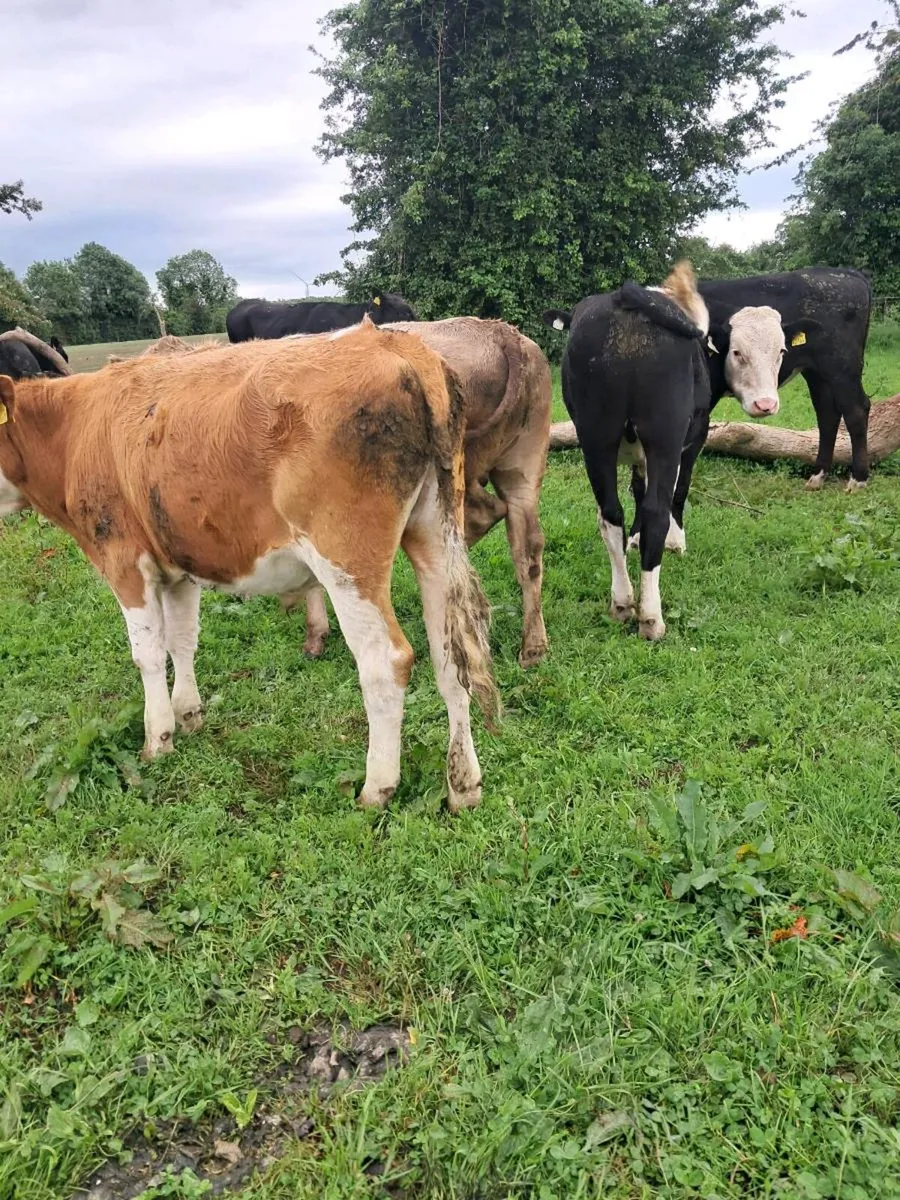 Bullocks and heifers - Image 3