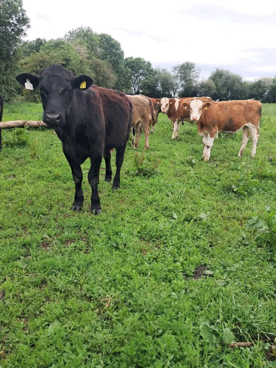 Bullocks and heifers - Image 4