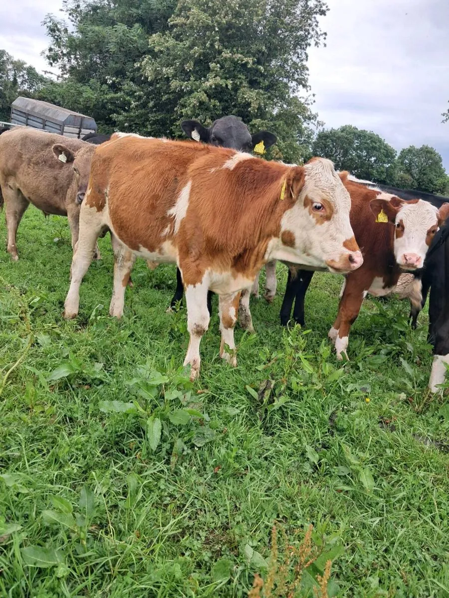 Bullocks and heifers - Image 1