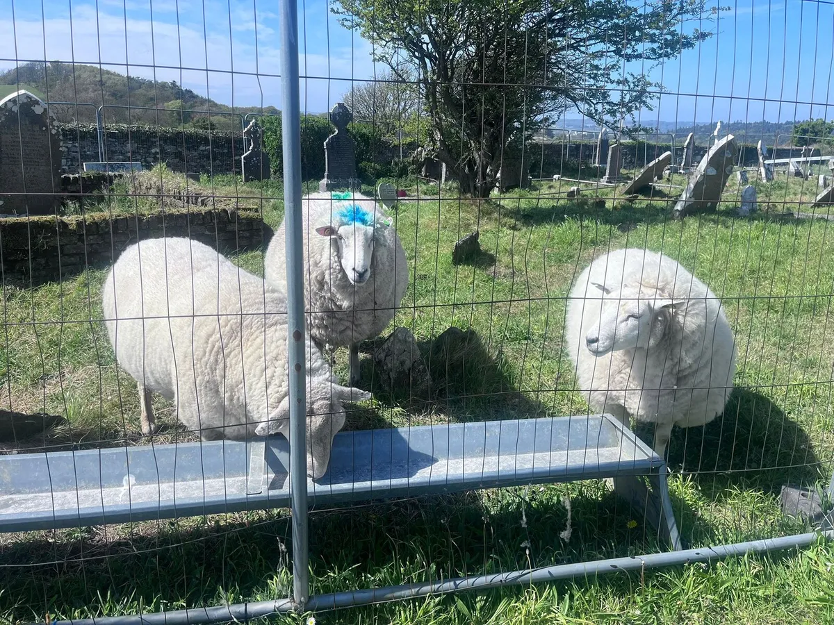 SHEARER NEEDED Cork