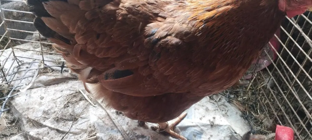 A hen and five chicks - Image 1