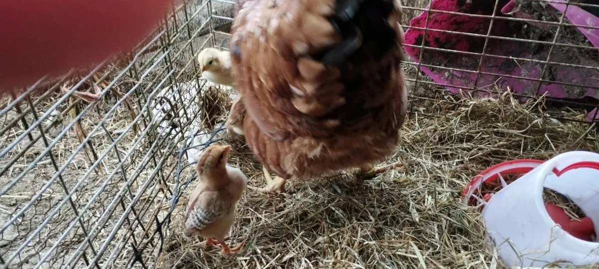 A hen and five chicks - Image 4