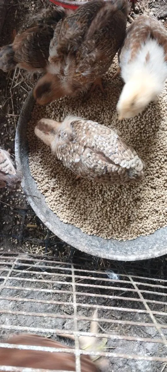 A hen and five chicks - Image 2