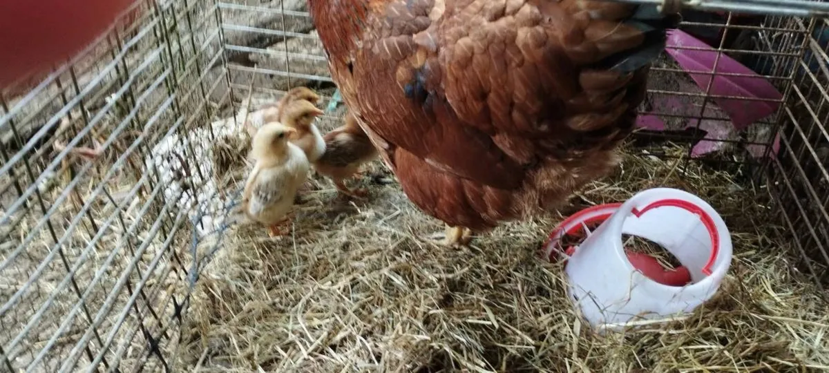 A hen and five chicks - Image 3