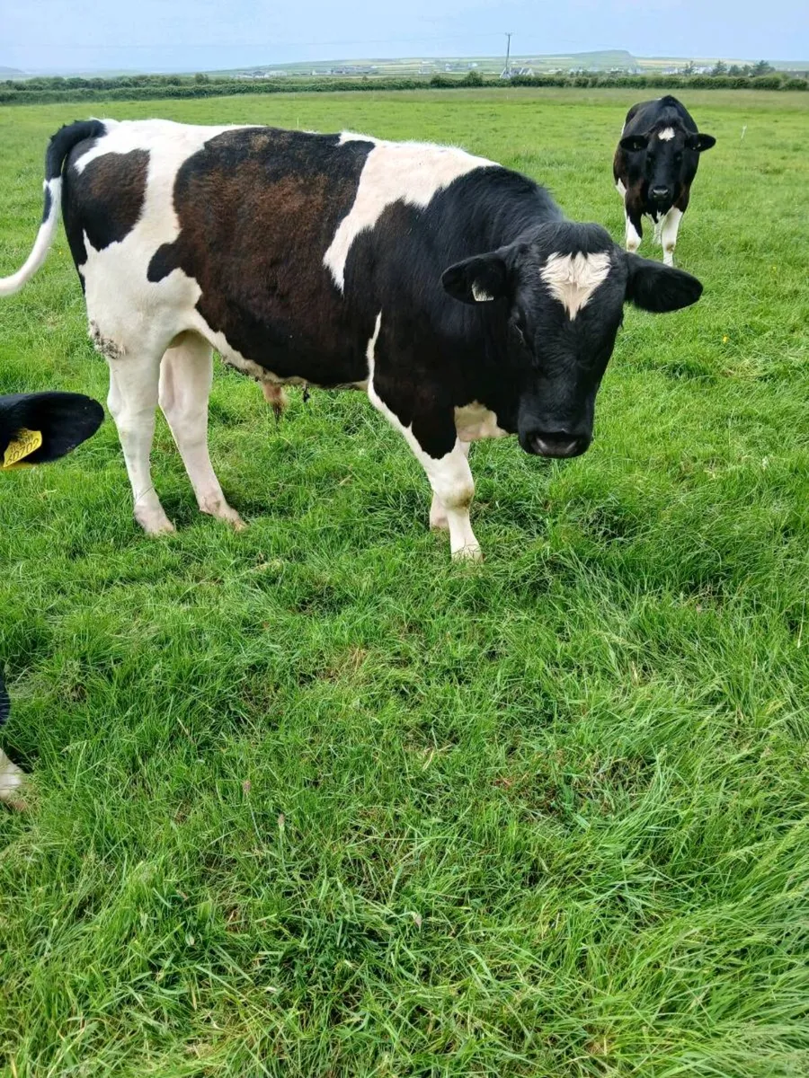 Fr bull - Image 1