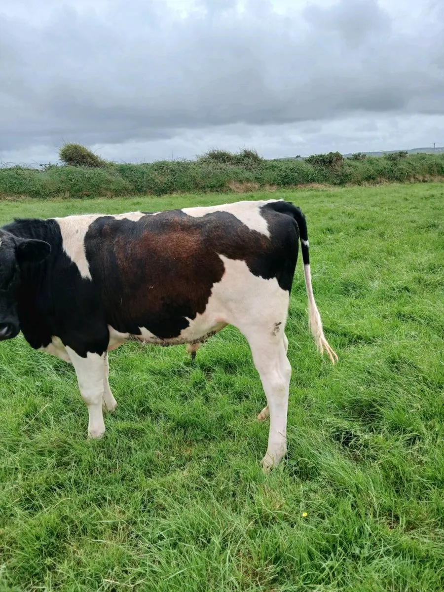 Fr bull - Image 2
