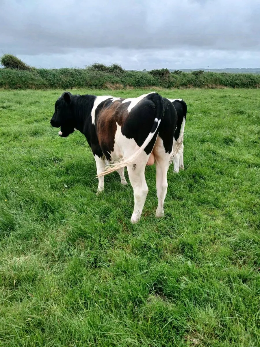 Fr bull - Image 4