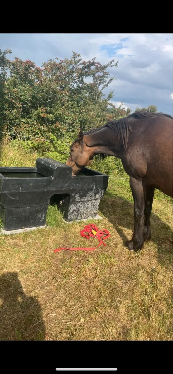 Horse - Image 3