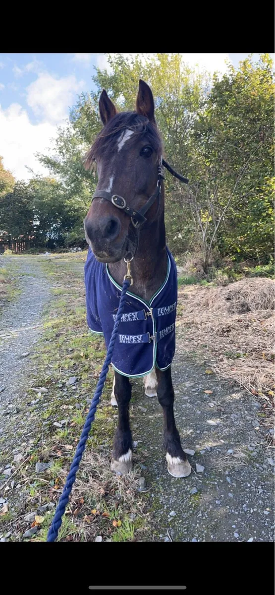 Horse - Image 4