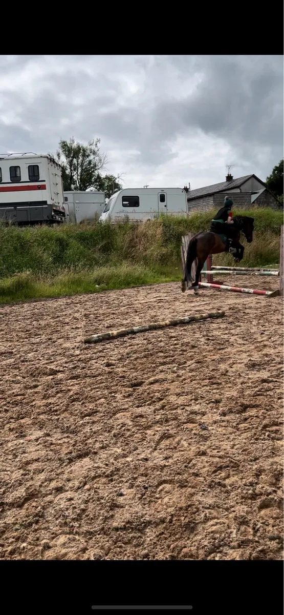 Horse - Image 1