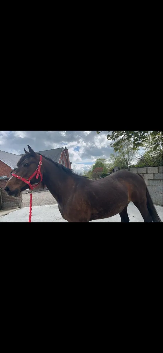 Horse - Image 2