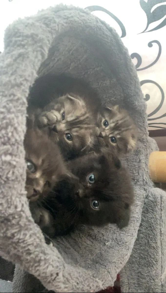 Kittens - Image 1