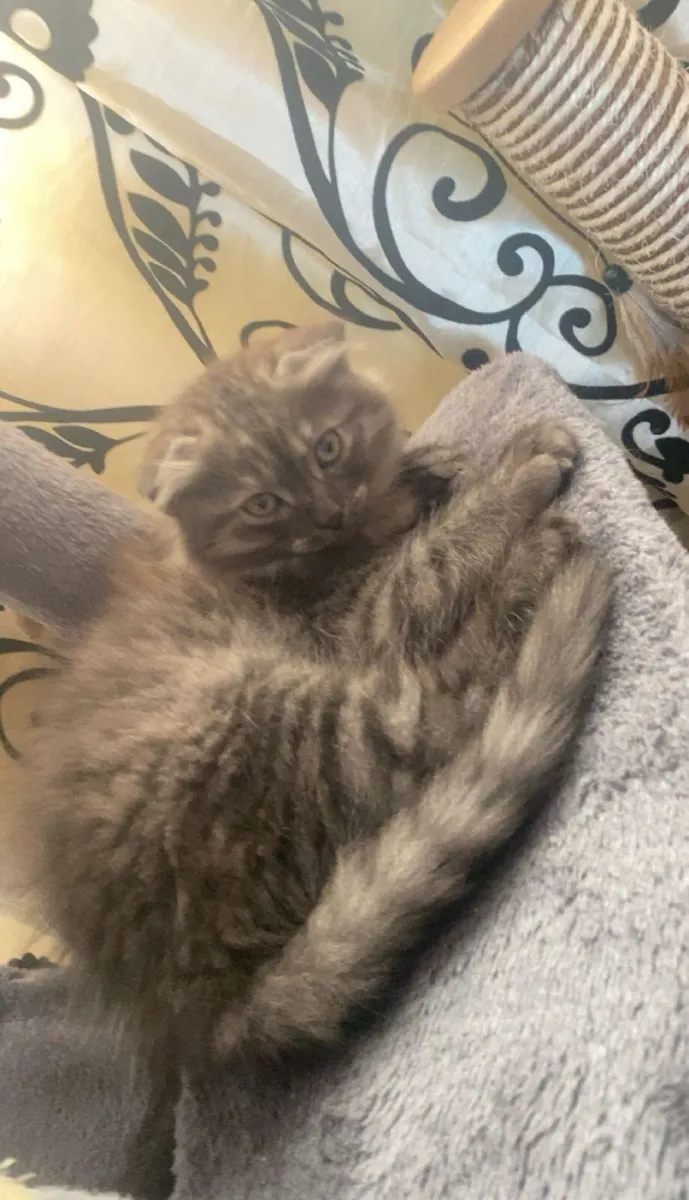 Kittens - Image 2