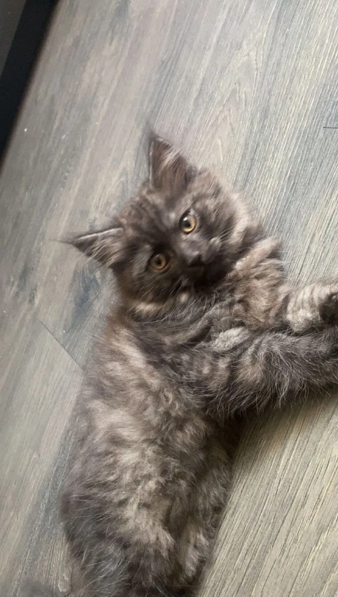Kittens - Image 3