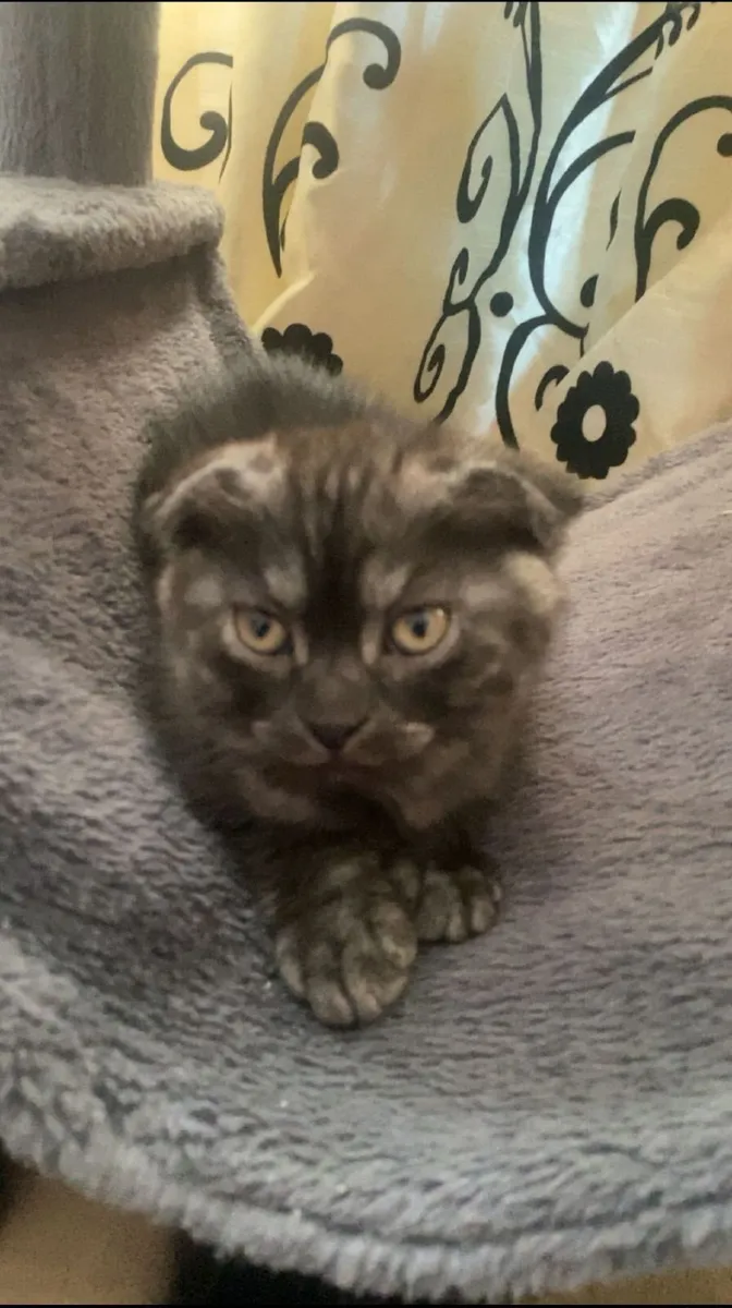 Kittens - Image 4