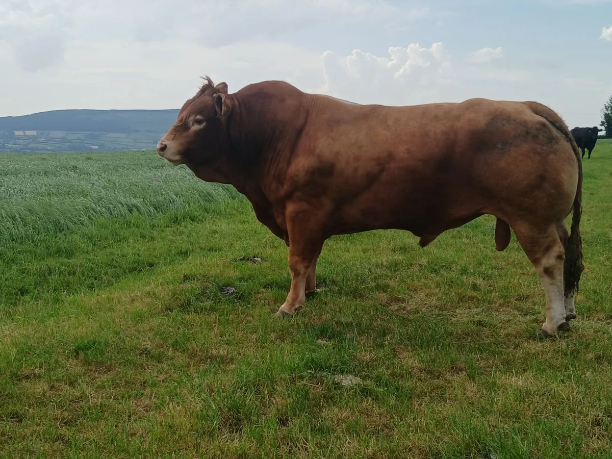Limousin bull - Image 2