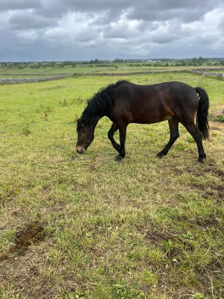 Horse - Image 1