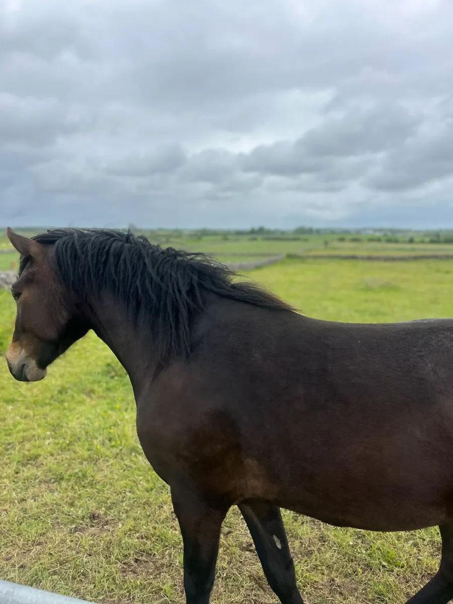 Horse - Image 2