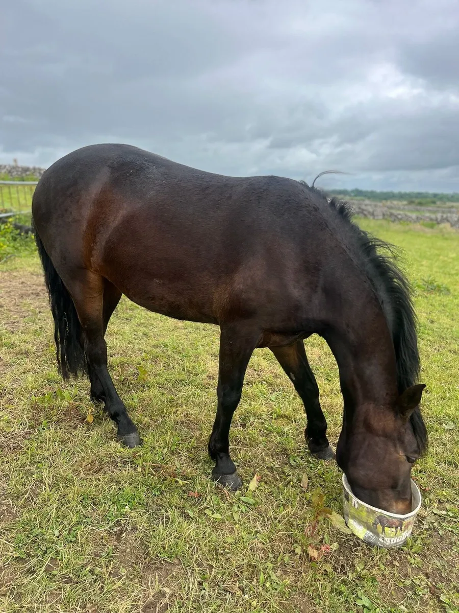 Horse - Image 3