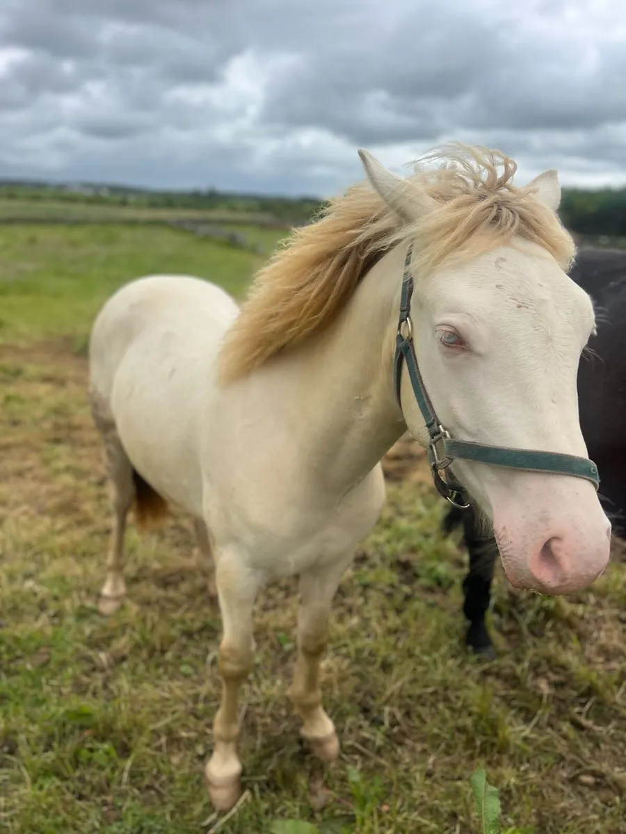 Horse - Image 4