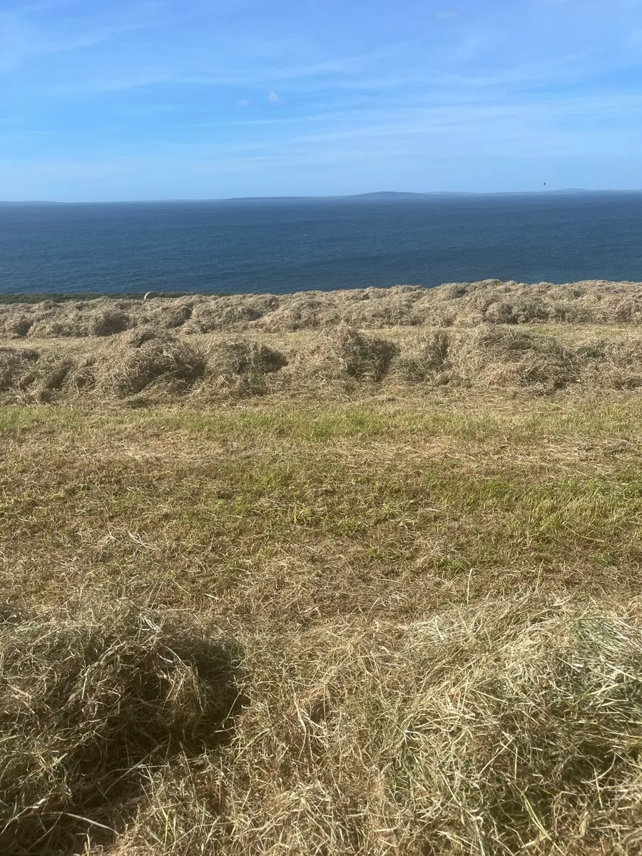 Hay - Image 1