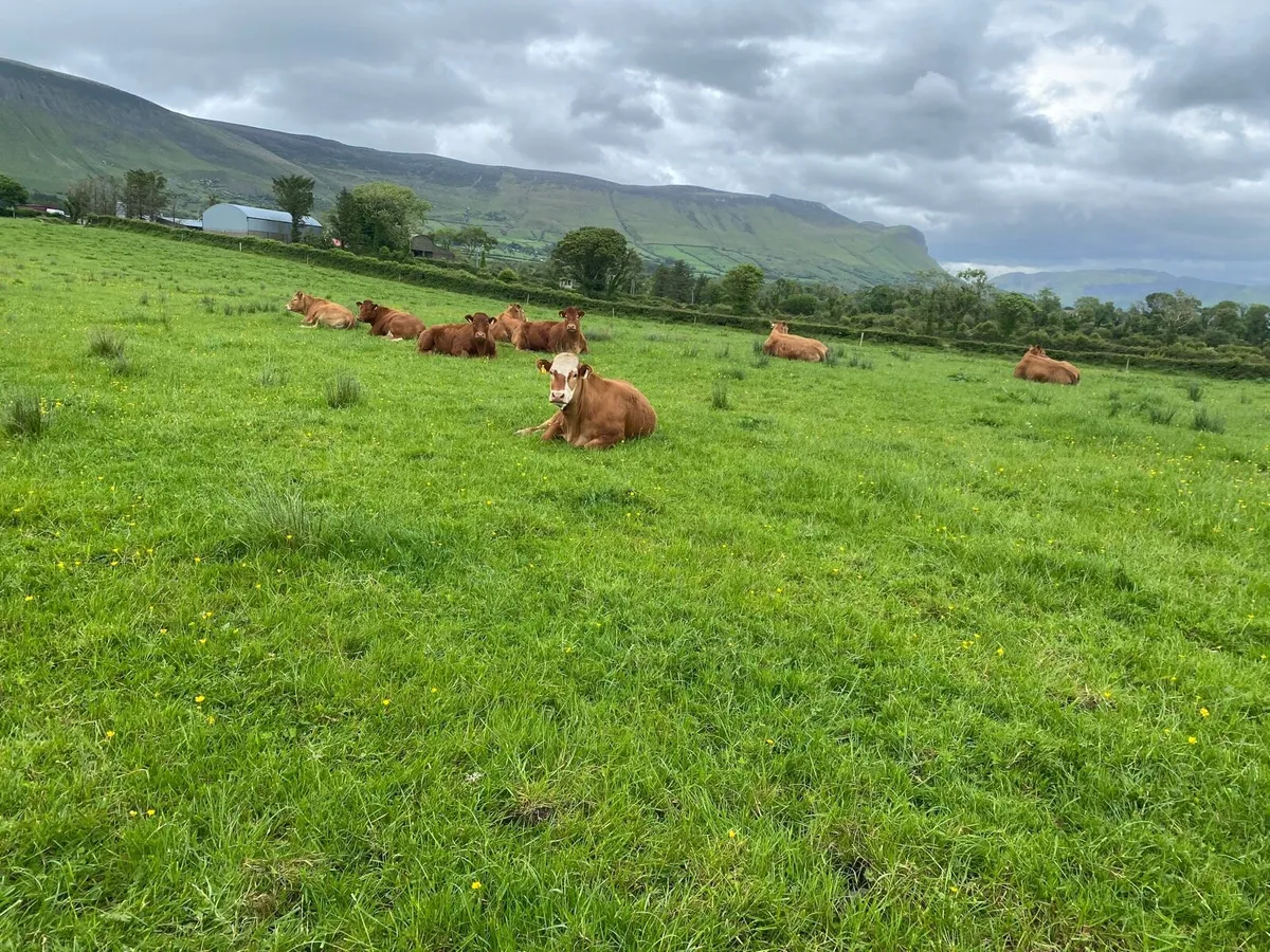 Heifers - Image 1